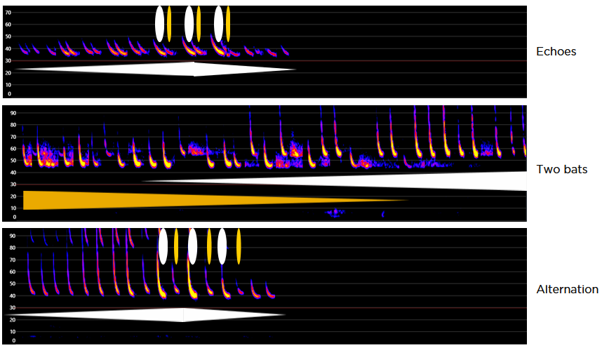 Pulse intensity comparison — note the diverging amplitude trends across the passes in the two-bat example