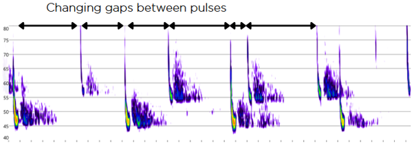 Two bats — note the changing and irregular gaps between pulses