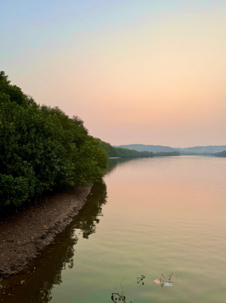 Chorao Island, Goa — mangrove and khazan aquaculture landscape within the Mandovi–Mapusa estuary