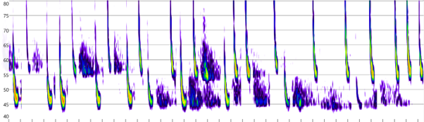 Two bats — each call stream follows its own independent amplitude trend